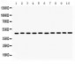 Anti-Flotillin 2 Picoband Antibody